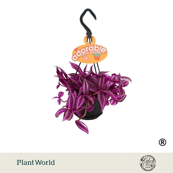 Tradescantia Pink Paradise Ampel