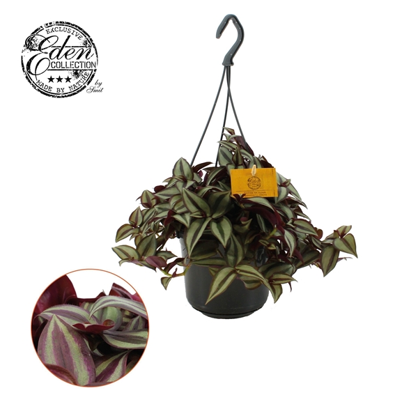 Tradescantia Zebrina Ampel