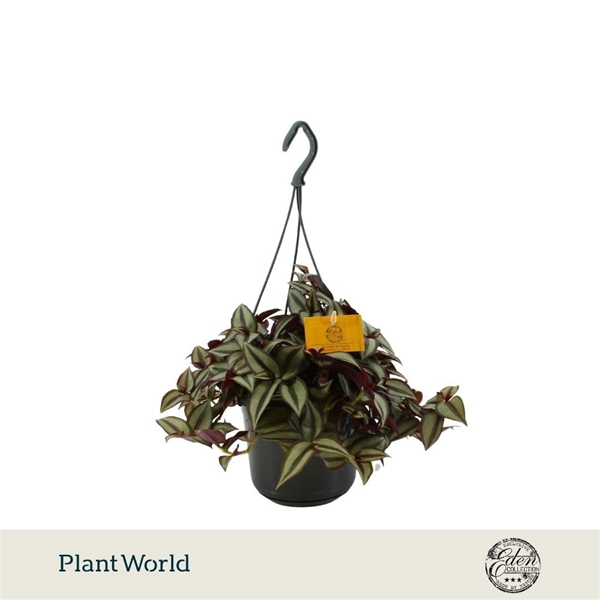 Tradescantia Zebrina Ampel