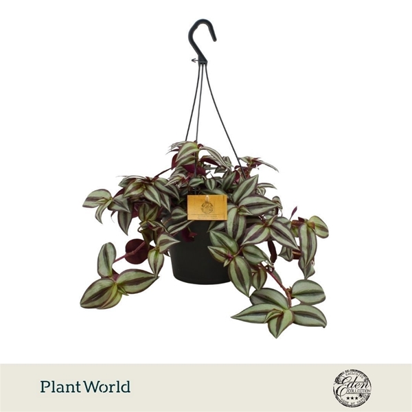 Tradescantia Zebrina Ampel