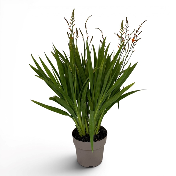 Crocosmia Fire Jumper 