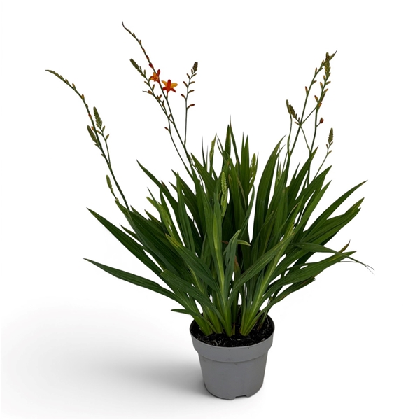 Crocosmia Fire Jumper 