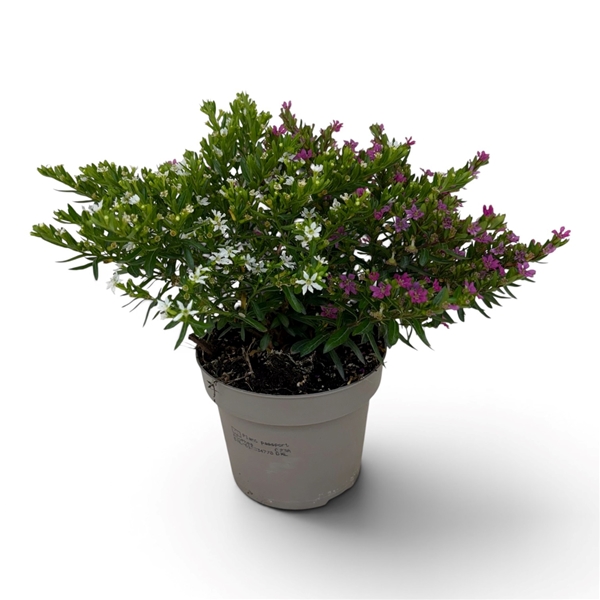 Cuphea hyssopifolia Duo
