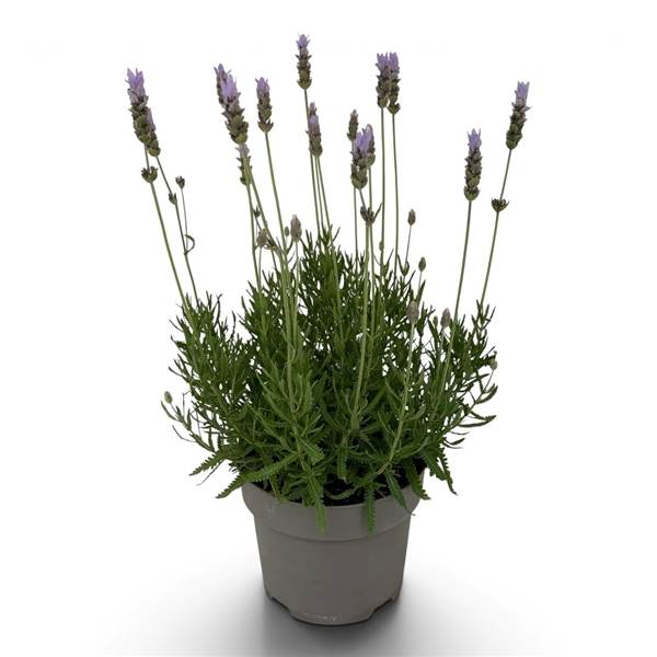 Lavandula dentata You're My Light