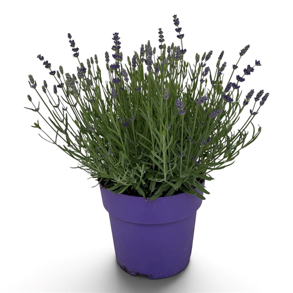 Lavandula Angustifolia Hidcote Blau