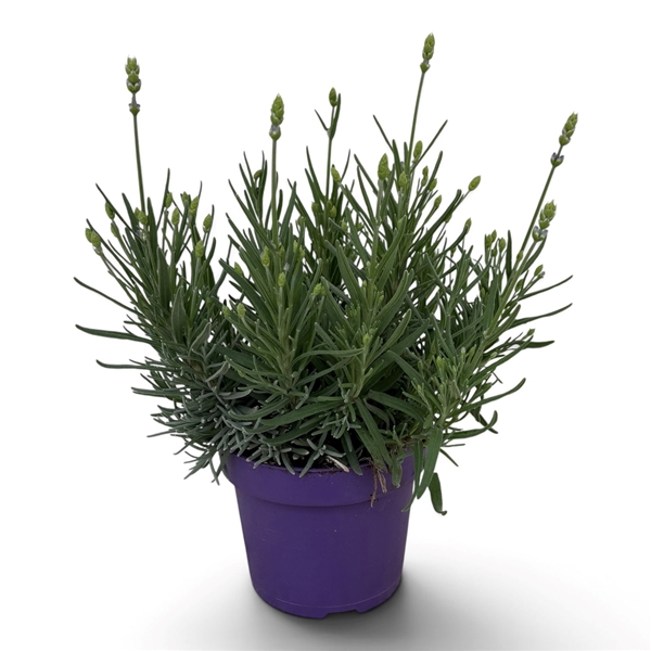 Lavandula Angustifolia Hidcote Blue