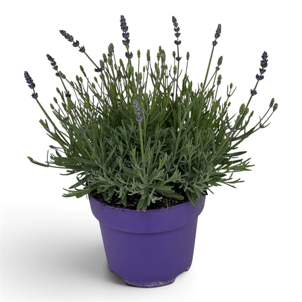 Lavandula Angustifolia Hidcote
