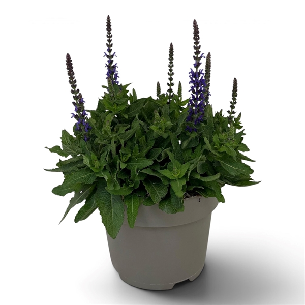 Salvia nemorosa Sensation Deep Blue