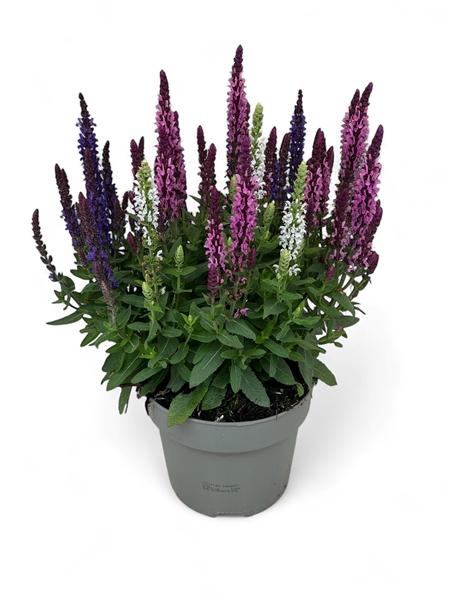Salvia Nemorosa Trio Confetti Garden Midnight