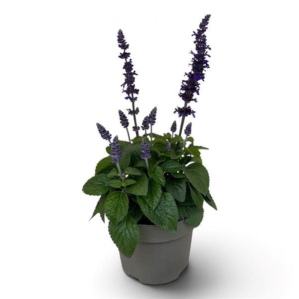 Salvia Mystic Spires Blue