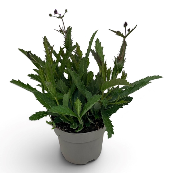 Verbena Rigida