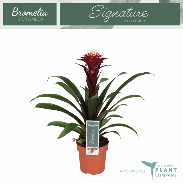 Guzmania Fransesca