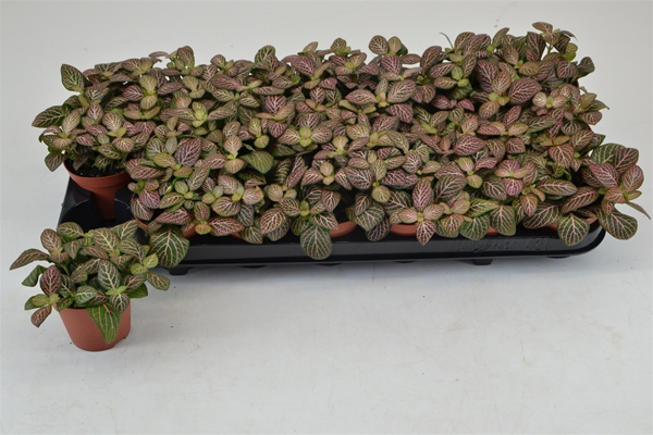 Fittonia Mistral 