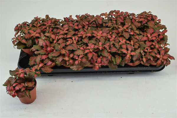 Fittonia Tiger