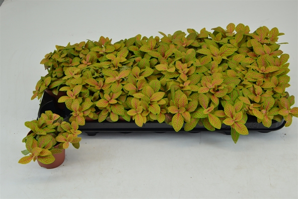Fittonia Skeleton