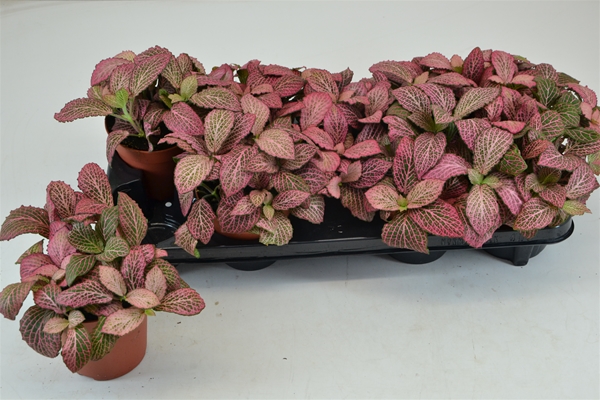 Fittonia Anne