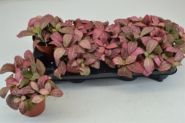 Fittonia Anne
