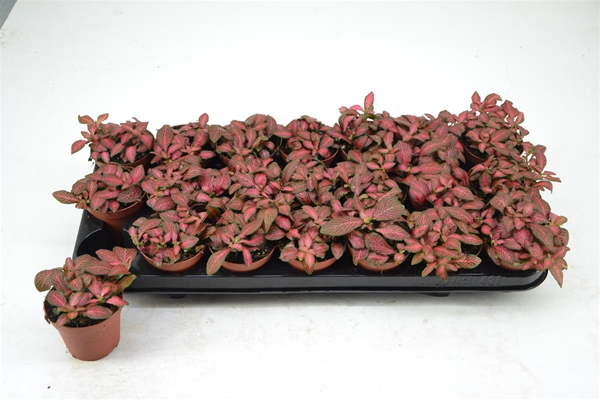 Fittonia Red Star