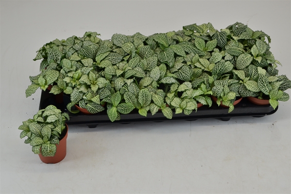 Fittonia Whisper