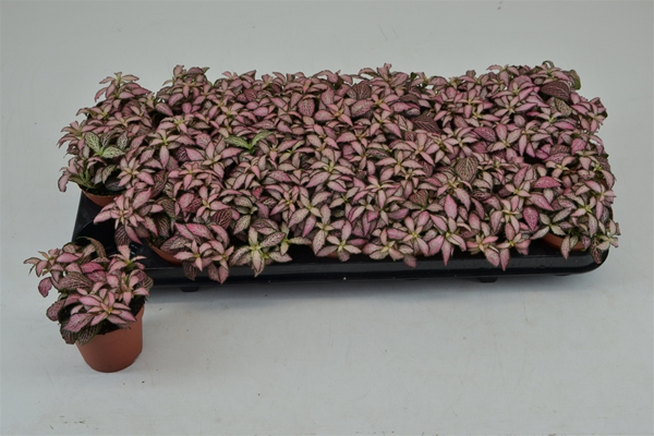 Fittonia Zalm Forest Flame