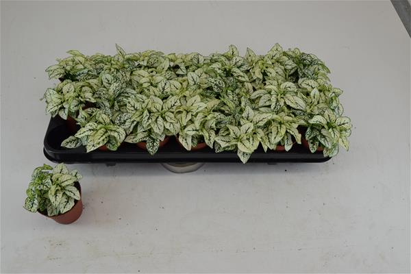 Hypoestes Phyllostachya White