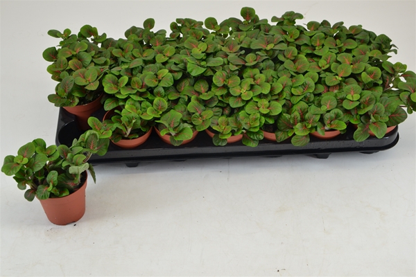 Fittonia Bubble Red