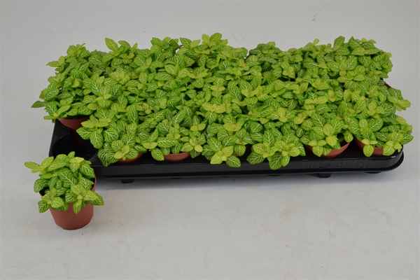 Fittonia Joly Lemon