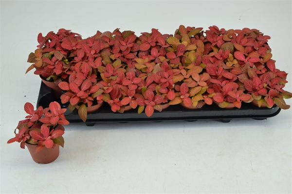 Fittonia Ruby Red