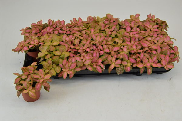 Fittonia Zalm Ruby Lime