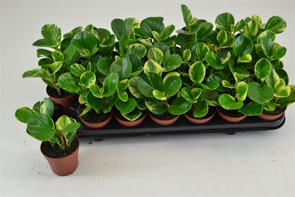 Peperomia Obtusifolia Green Gold