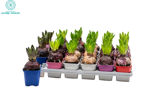 Hyacinthus Orientalis Mix 1pp