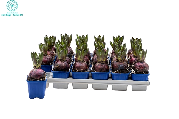 Hyacinthus Orientalis Blue Star 1pp