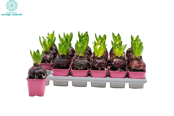 Hyacinthus Orientalis Pink Pearl 1pp