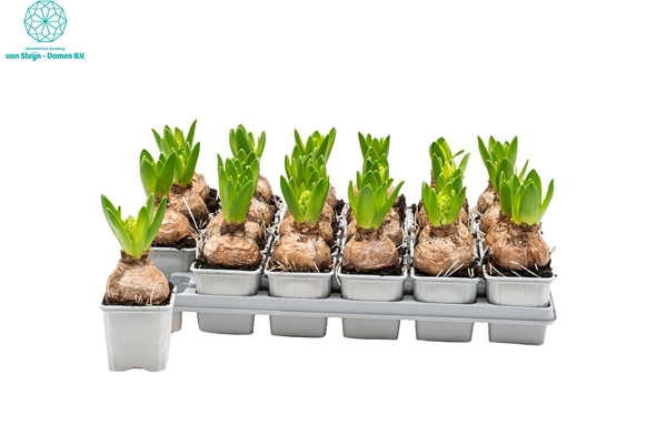 Hyacinthus Orientalis White Pearl 1pp