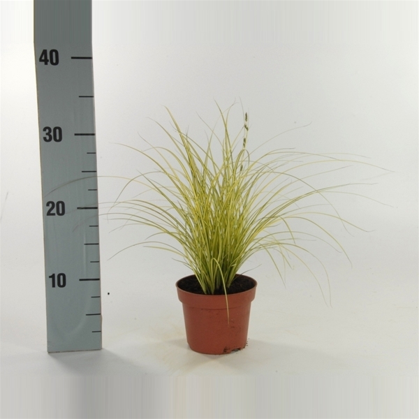 Carex Brunnea Jenneke