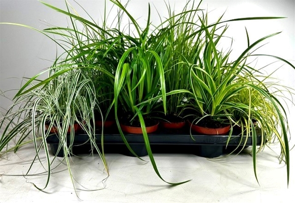Carex Mixtray