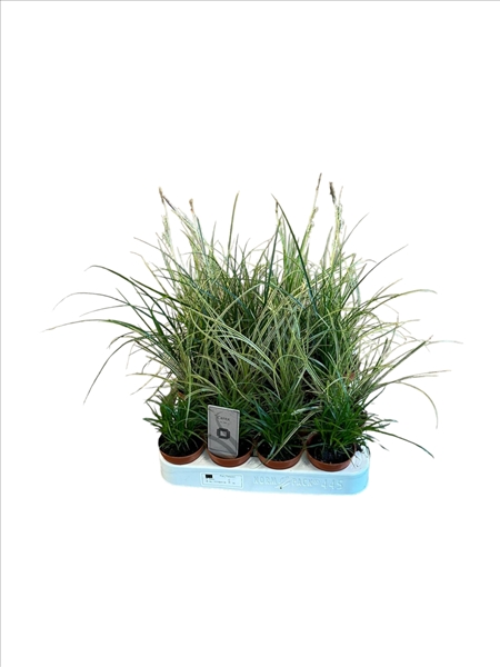 Carex Mixtray