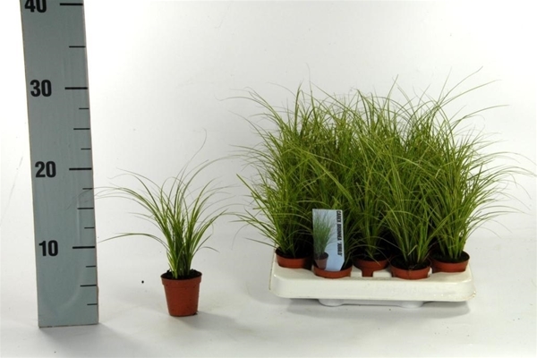 Carex Brunnea Jubilo