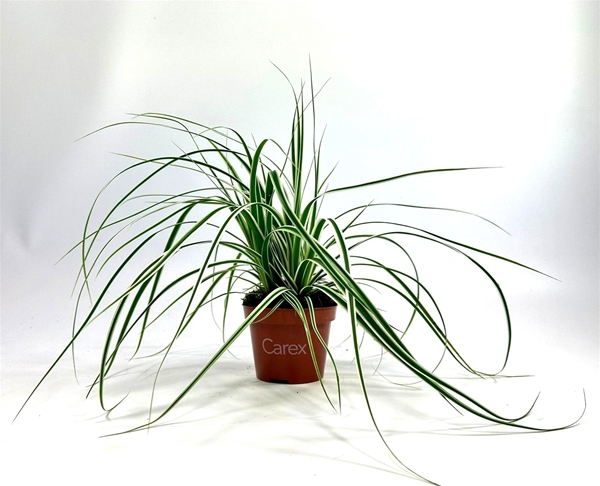 Carex Oshimensis Everest