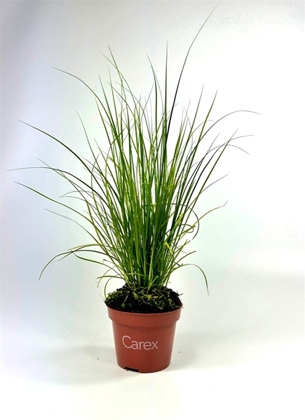 Carex PHoenix Green