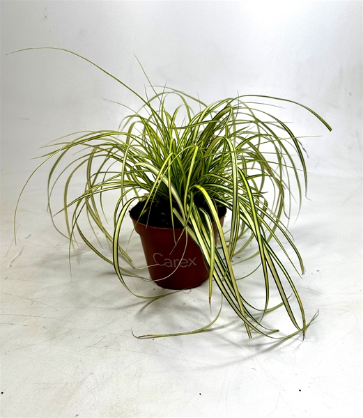 Carex Oshimensis Eversheen