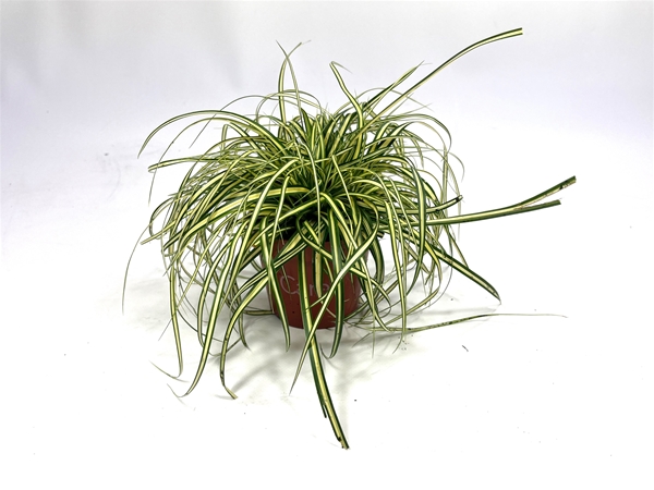 Carex Evergold