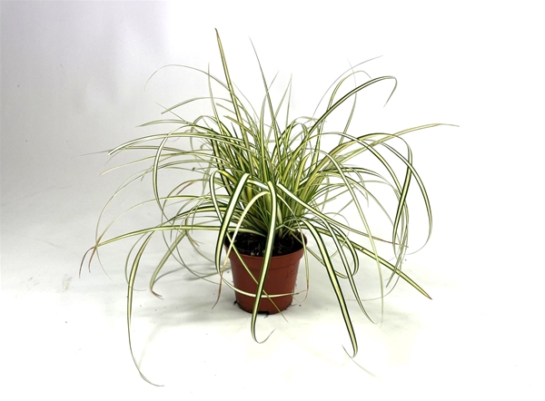 Carex Hachijoensis Evergold