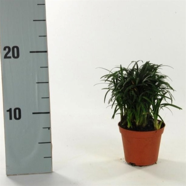 Ophiopogon Minor