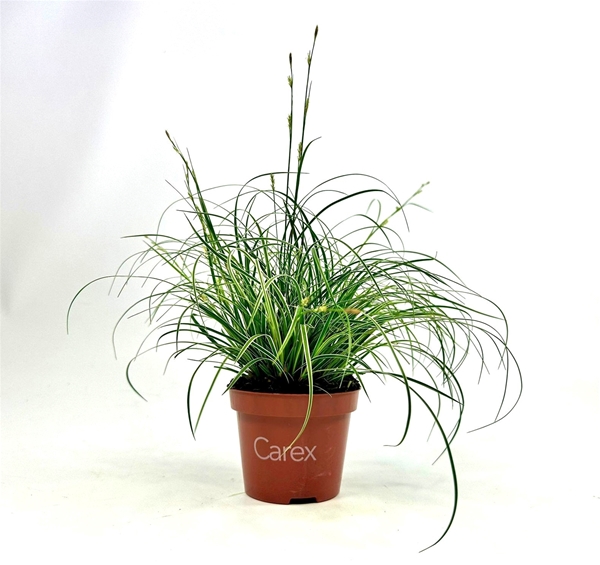 Carex Snowline