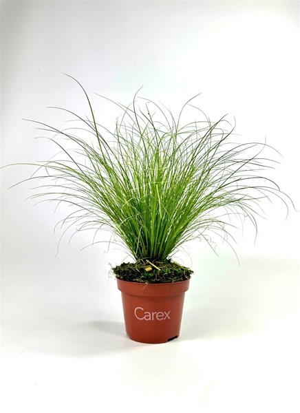 Carex Frosted Curls
