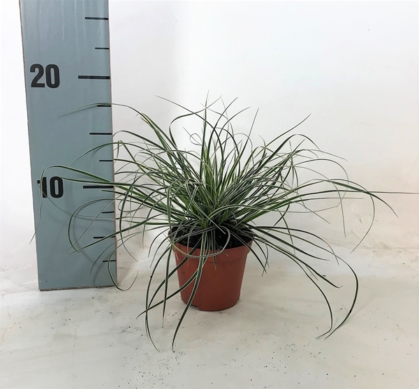 Carex Conica Snowline