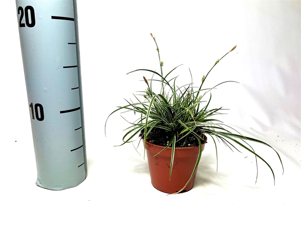 Carex Conica Snowline