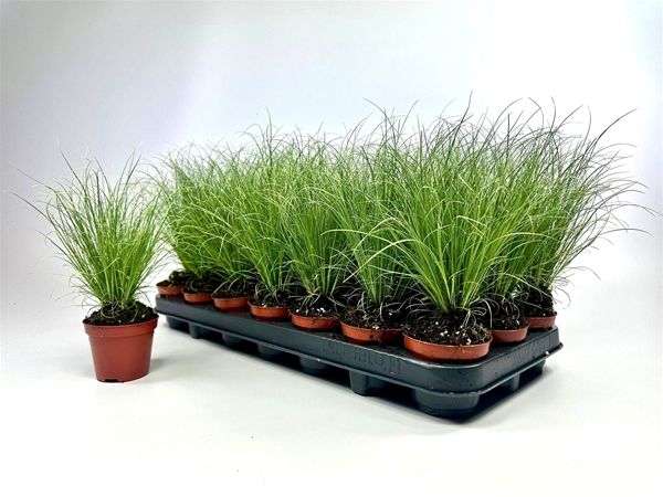 Carex Frosted Curls