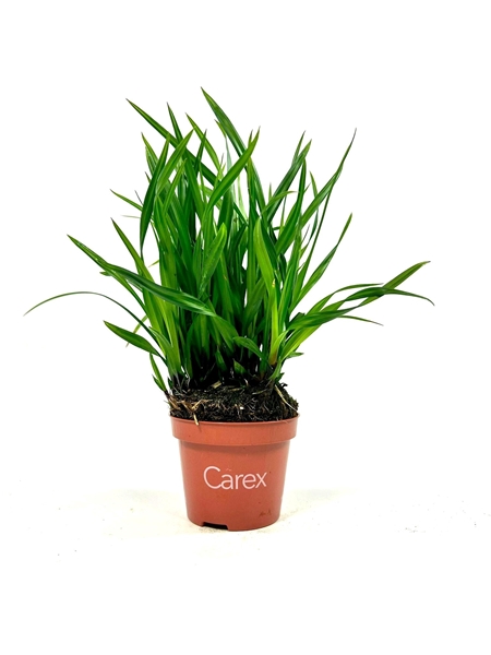 Carex Irish Green